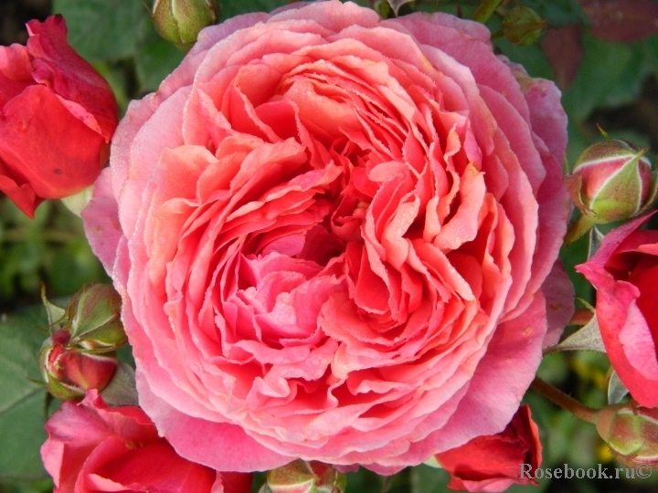 Роза Ладюре 6