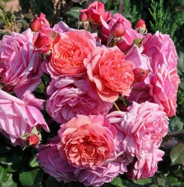 Роза Ладюре 2