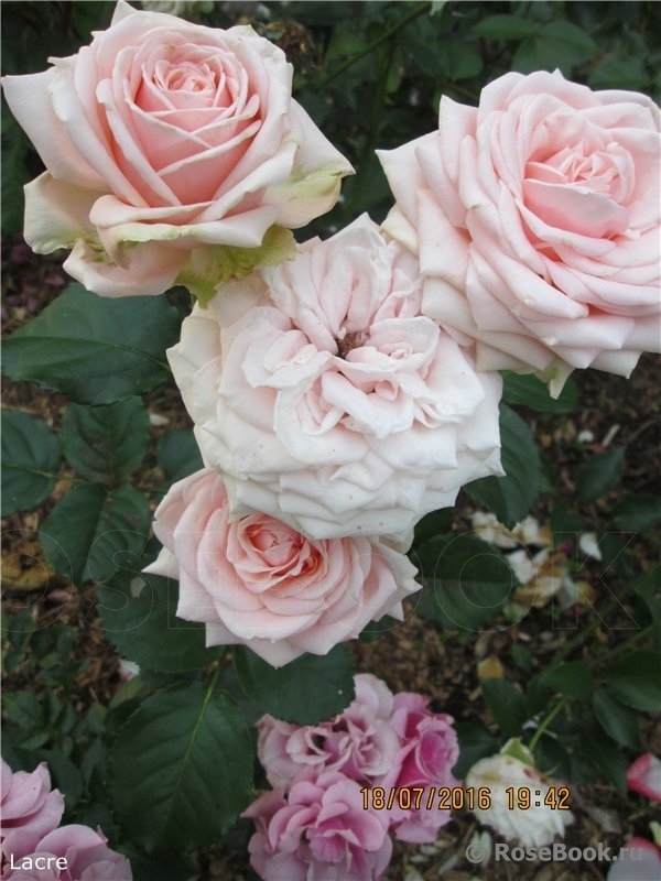 Роза Лакре 2