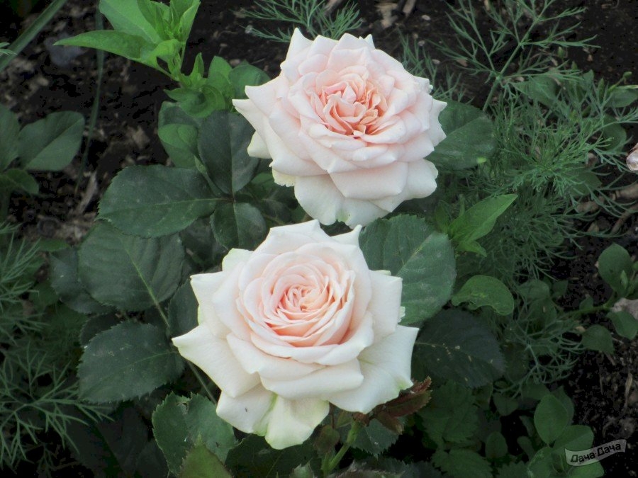 Роза Лакре 3