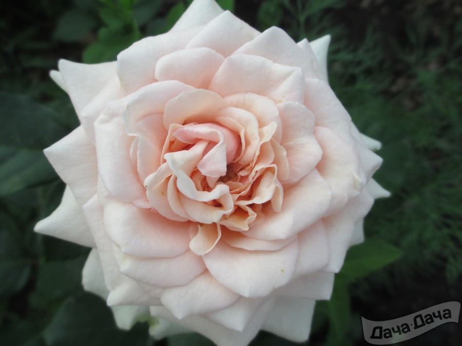 Роза Лакре 4