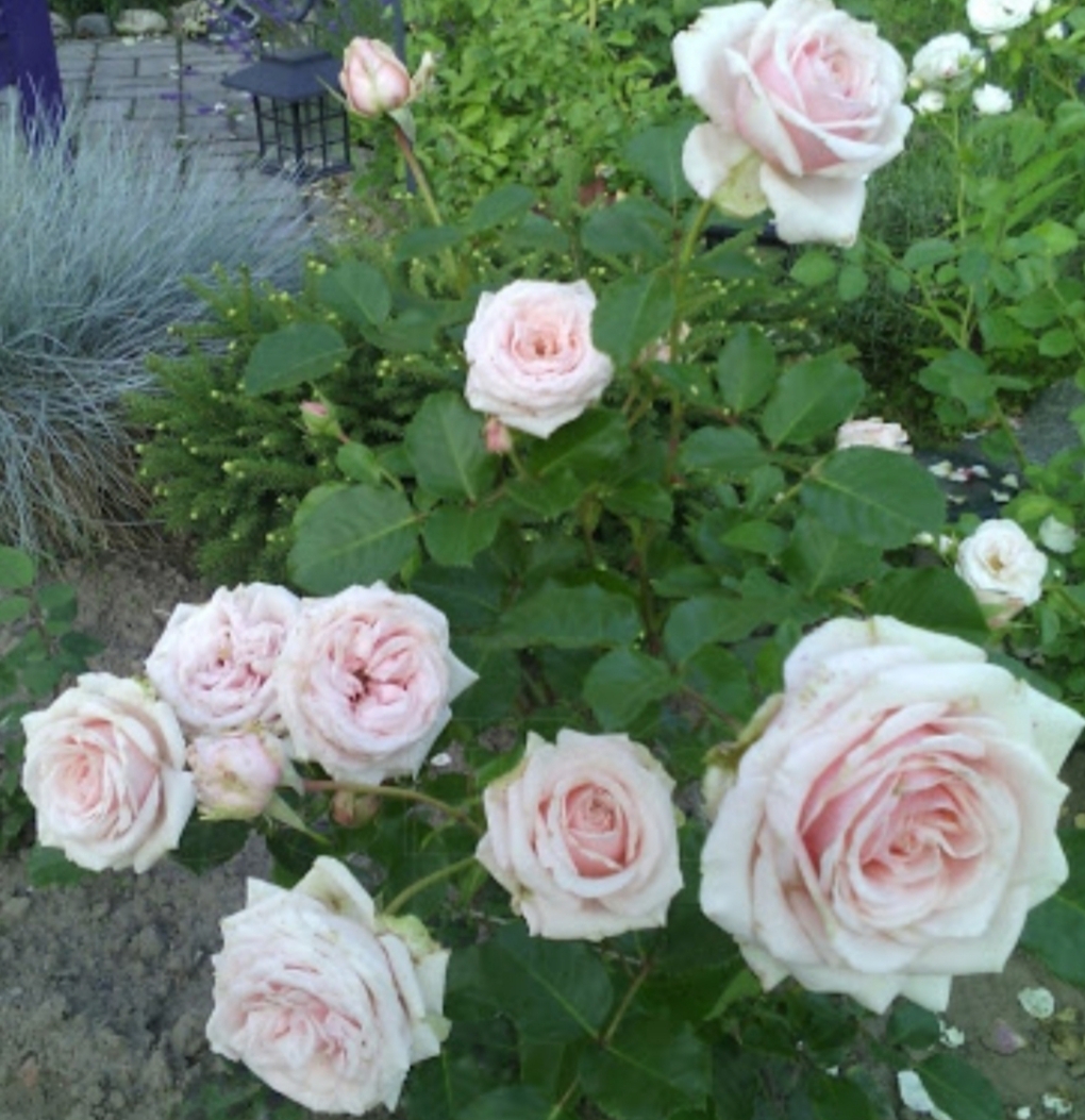 Роза Лакре 6