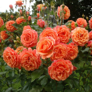 Роза Ламбада