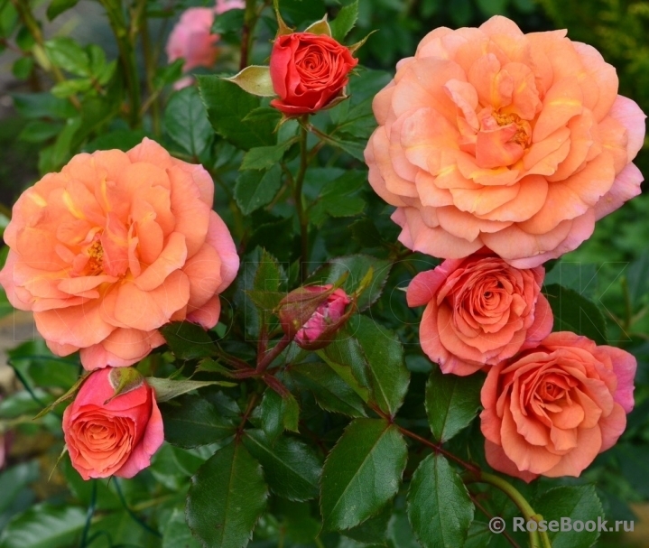 Роза Ламбада 6