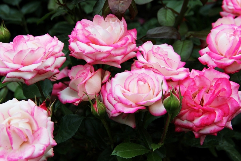 Роза Ламинуэт 2