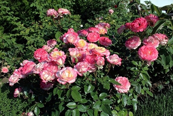 Роза Ламинуэт 3