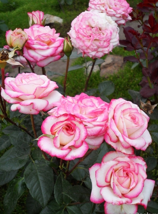 Роза Ламинуэт 4