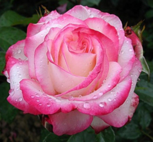 Роза Ламинуэт