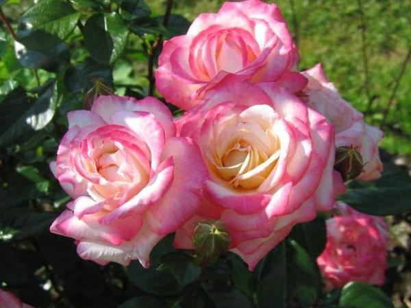 Роза Ламинуэт 5