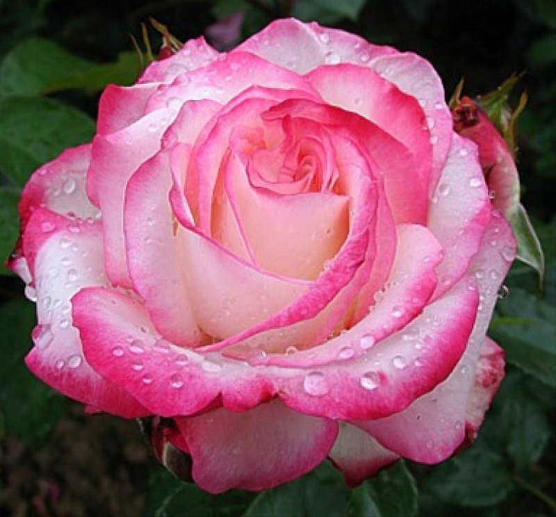 Роза Ламинуэт