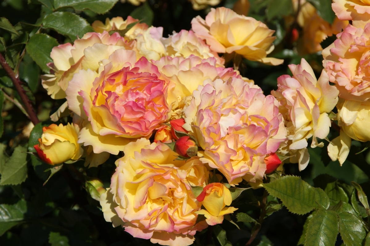 Роза Лампион 3