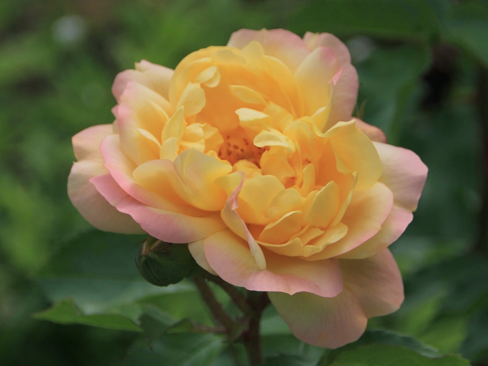 Роза Лампион 4