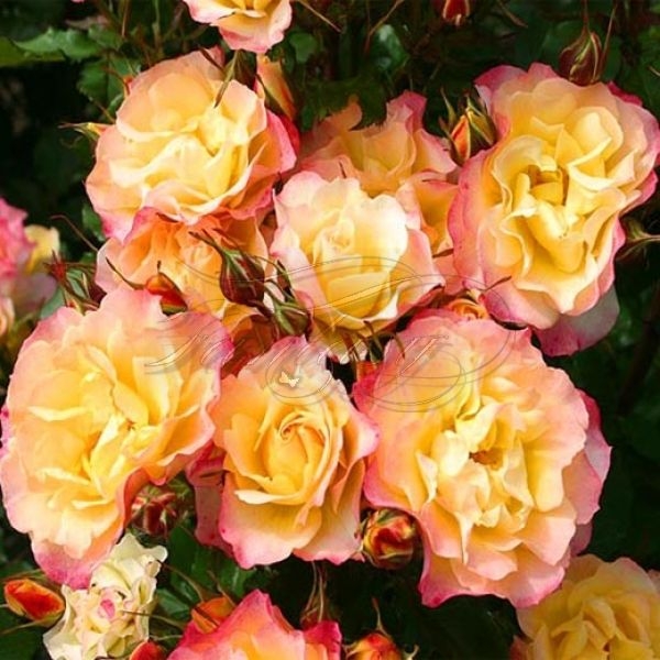 Роза Лампион 5