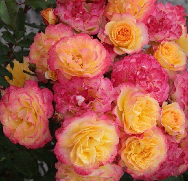 Роза Ландлуст 2