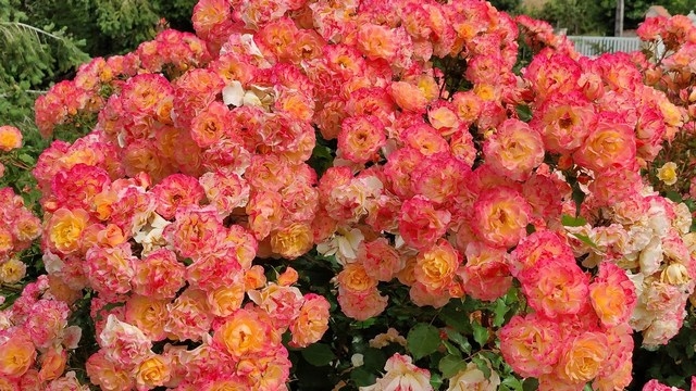 Роза Ландлуст 4