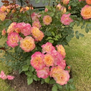 Роза Ландлуст