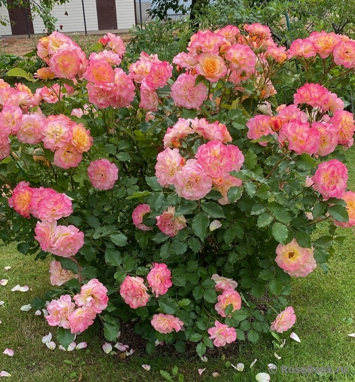 Роза Ландлуст 5