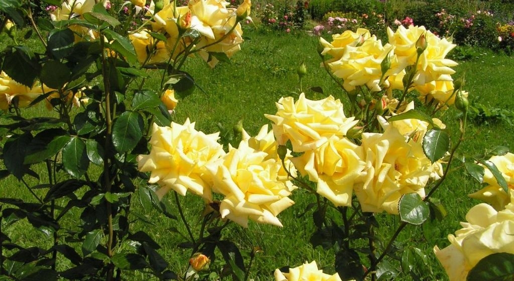 Роза Ландора 2