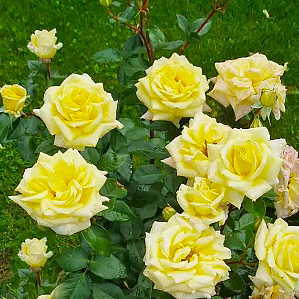 Роза Ландора