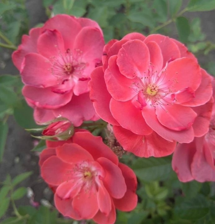 Роза Лаока 2