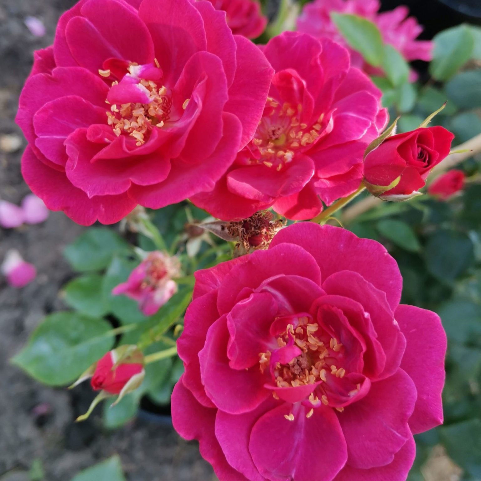 Роза Лаока 3