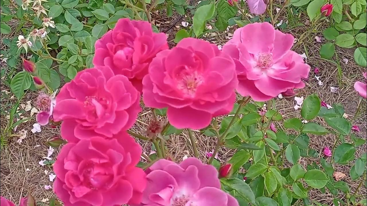 Роза Лаока 4