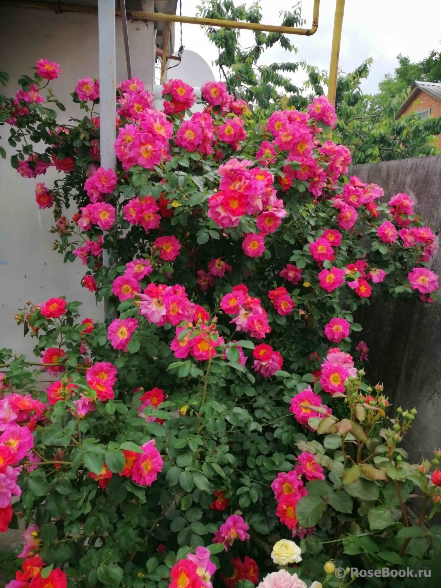 Роза Лаока 5