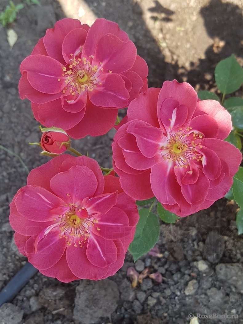 Роза Лаока 6