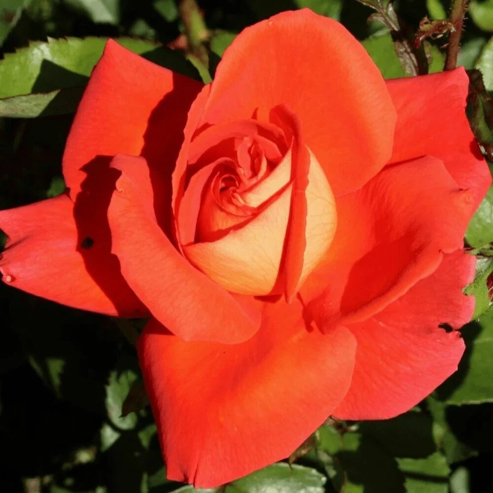 Роза Лас Вегас 2