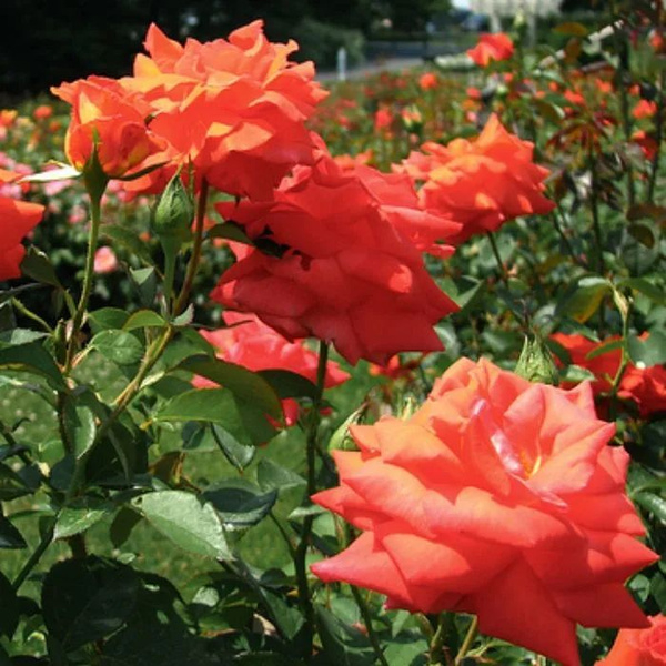 Роза Лас Вегас 3