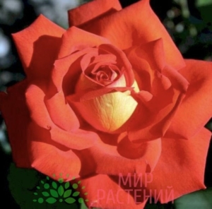 Роза Лас Вегас