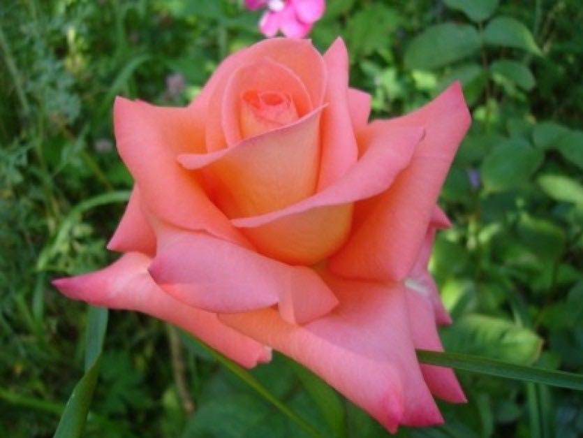 Роза Лас Вегас 5