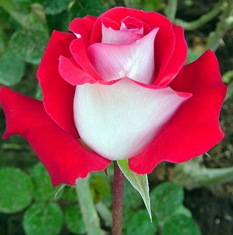 Роза Латин Леди 2