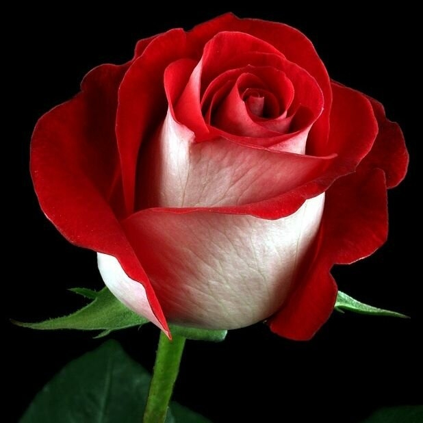 Роза Латин Леди 3