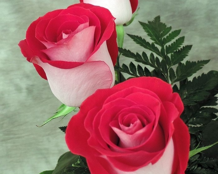 Роза Латин Леди 4