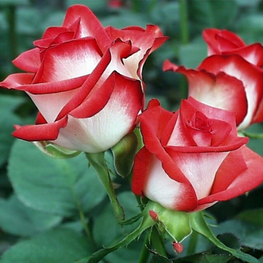 Роза Латин Леди