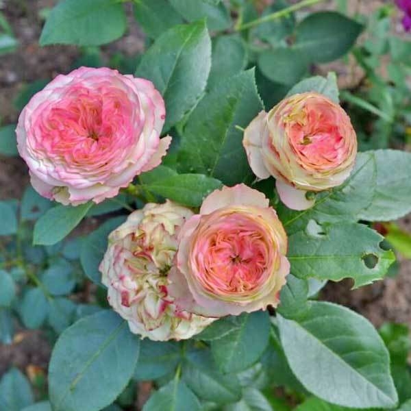 Роза Латин Помпон 2