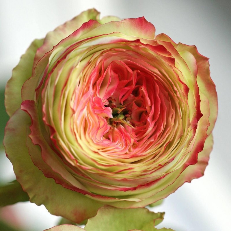 Роза Латин Помпон 4