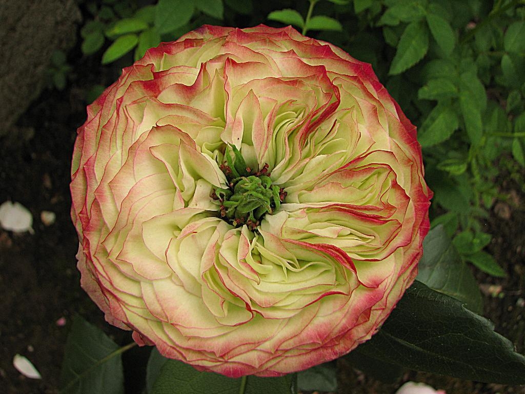 Роза Латин Помпон 5