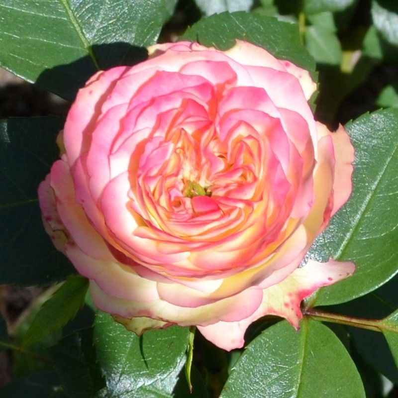 Роза Латин Помпон 6