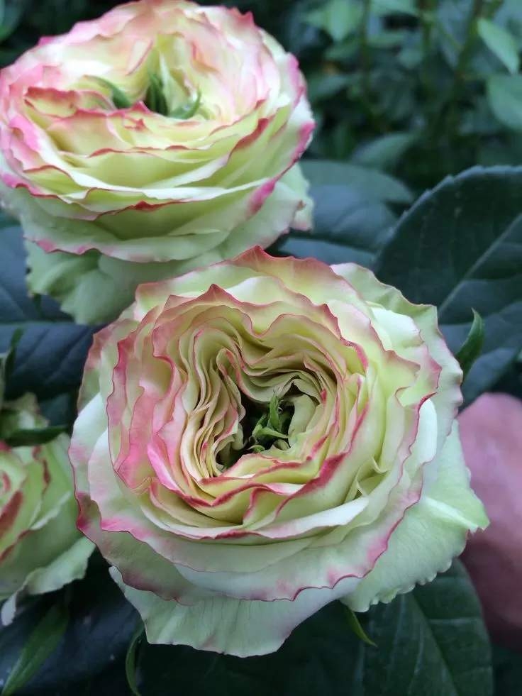 Роза Латин Помпон