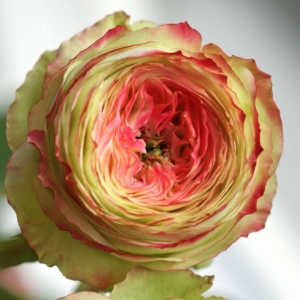 Роза Латина