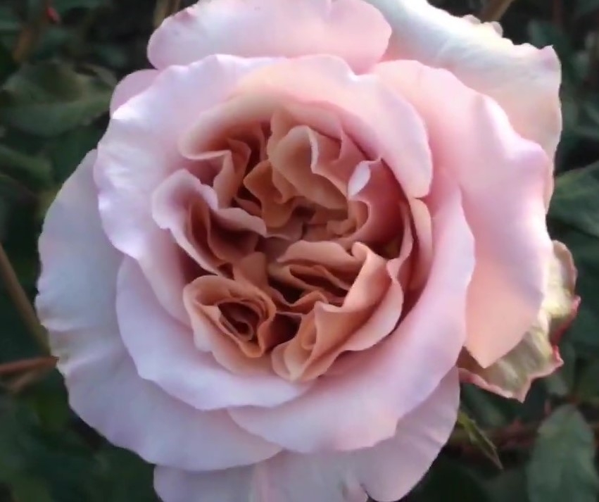 Роза Латте Арт 3