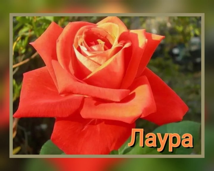 Роза Лаура 3