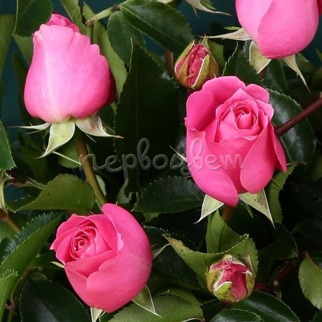 Роза Лав Леттер 2