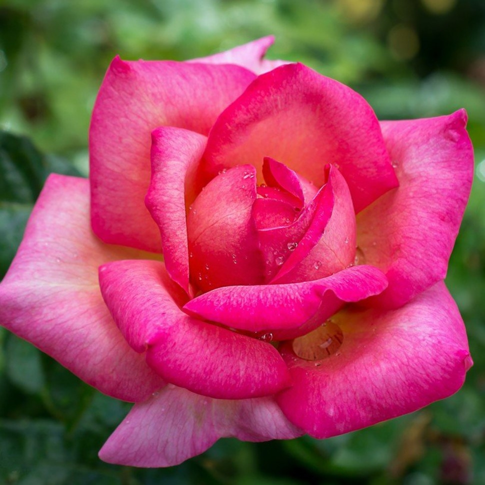 Роза Лав Леттер 3