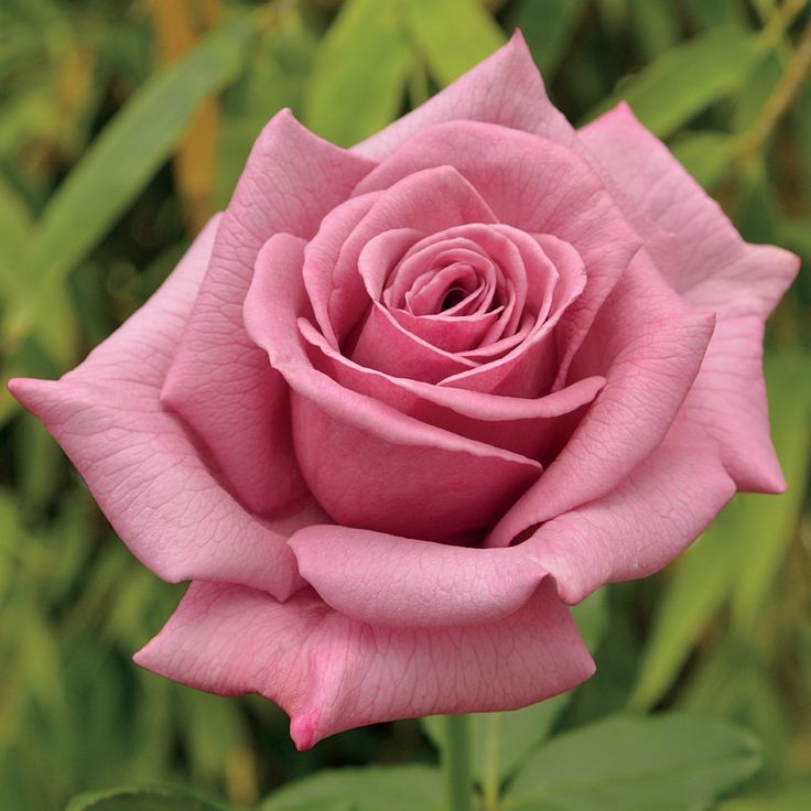 Роза Лав Леттер 4