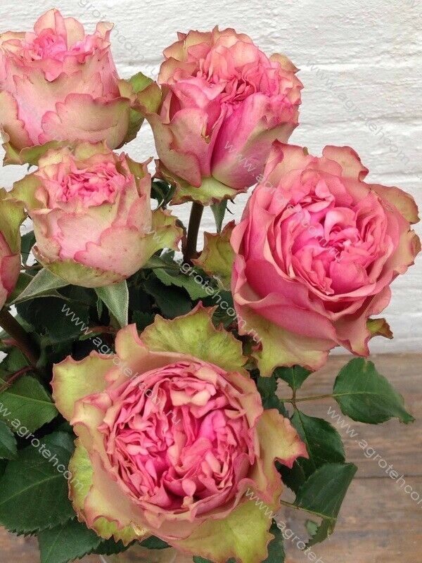 Роза Лав Ми 2