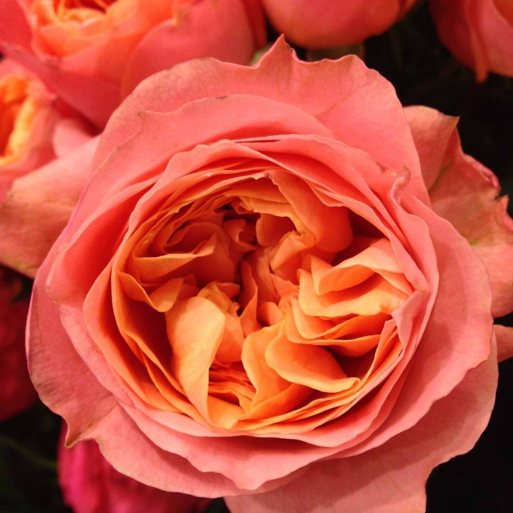 Роза Лав Ми 4