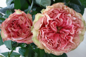 Роза Лав Ми